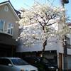 朝の桜ウォッチングは捨てがたく・・・