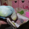 罪悪感　パリィごめんなさい