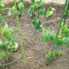 胡瓜とトマトの植え込み