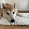 ゼロ、回復に向かっております！