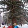 雪にも、霧にも負けず