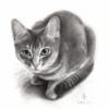 春・猫の絵