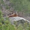 Marmot at Death Canyon Trail