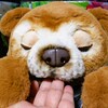 カビーと遊ぶ