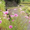 散歩にて　コスモスと萩の花