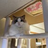 夕方は座椅子、夜はベッドが最近の定位置
