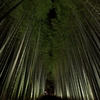 Arashiyama Hanatoro. 京都・嵐山花灯路が開催中