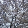 今年は長もち：桜