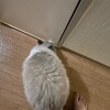 Y子に寄り添うふくちゃん