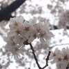 桜が散る前に！