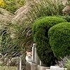 【地域猫】vol.25　はじめまして