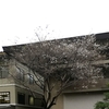 桜咲く季節外れて熱田杜