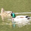 杁ヶ池に鳥たちがやってくる季節