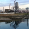 桜　太田川河川敷～竜王公園