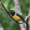 アカハラコノハドリ(Orange-bellied Leafbird)