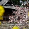 平成31年の向州公園の桜で～す
