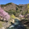 白馬村、大出公園（大出の吊り橋）の春、満開の桜と北アルプスの絶景。