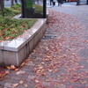 紅葉の落葉は路地も染める（京都市内）。