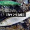 【海サクラマスを狙って2週連続コラボ釣行】