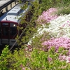 近鉄高の原駅のツツジ２０２４年（４月下旬～５月上旬）