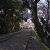 京都の蹴上インクラインで桜を見る