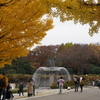 【写真日記】黄色や赤の昭和記念公園を歩く