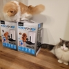 猫の多頭飼いでおすすめ自動給餌器(自動餌やり機)とは？