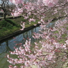 佐保川の桜２０２０年（３月下旬～４月上旬）