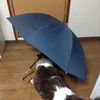 晴雨兼用傘（小）を買い替えた。