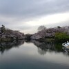 井の頭公園も桜満開