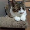 雨の日、キジ猫撮影会。