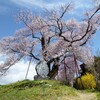 水城の獅子塚古墳の「お立府」の桜