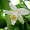DAILY FLOWERS