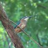 カワセミの幼鳥公園デビュー！