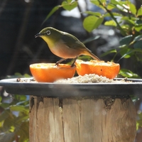 感動の野鳥撮影！NIKON COOLPIX P950でメジロを捉える