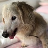 暑いんだワン