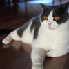 猫ニキビ用軟膏