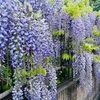 高円寺界隈の藤の名所