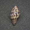 和歌山の貝　ホシヤマオトメフデ（Vexillum moelleri,1840）