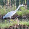 カワセミ2番子、公園デビュー！？