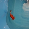 エアレーションが弱まってるかも