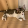 玄関までむかえに来てくれます(^^)