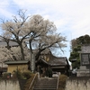 多宝院(護国寺）の山桜・・