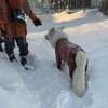 来ましたドカ雪