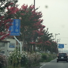 さるすべりロード