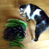 夏野菜と猫