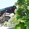 御裳神社　見頃の紫陽花