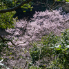 桜前線-2