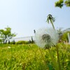 佐布里緑と花のふれあい公園 お散歩写真