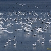 ベリーズ　クルックドツリー野生生物保護区の水鳥